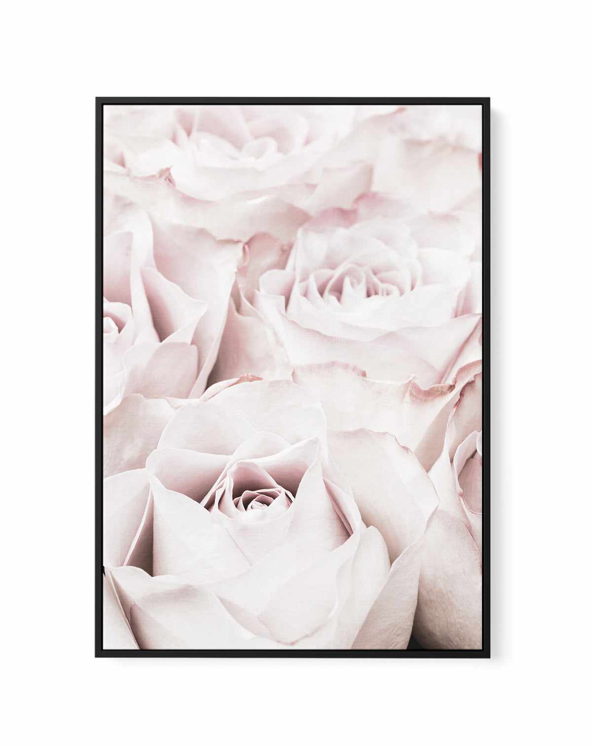 Pink Roses No 04 By Studio III | Framed Canvas Art Print