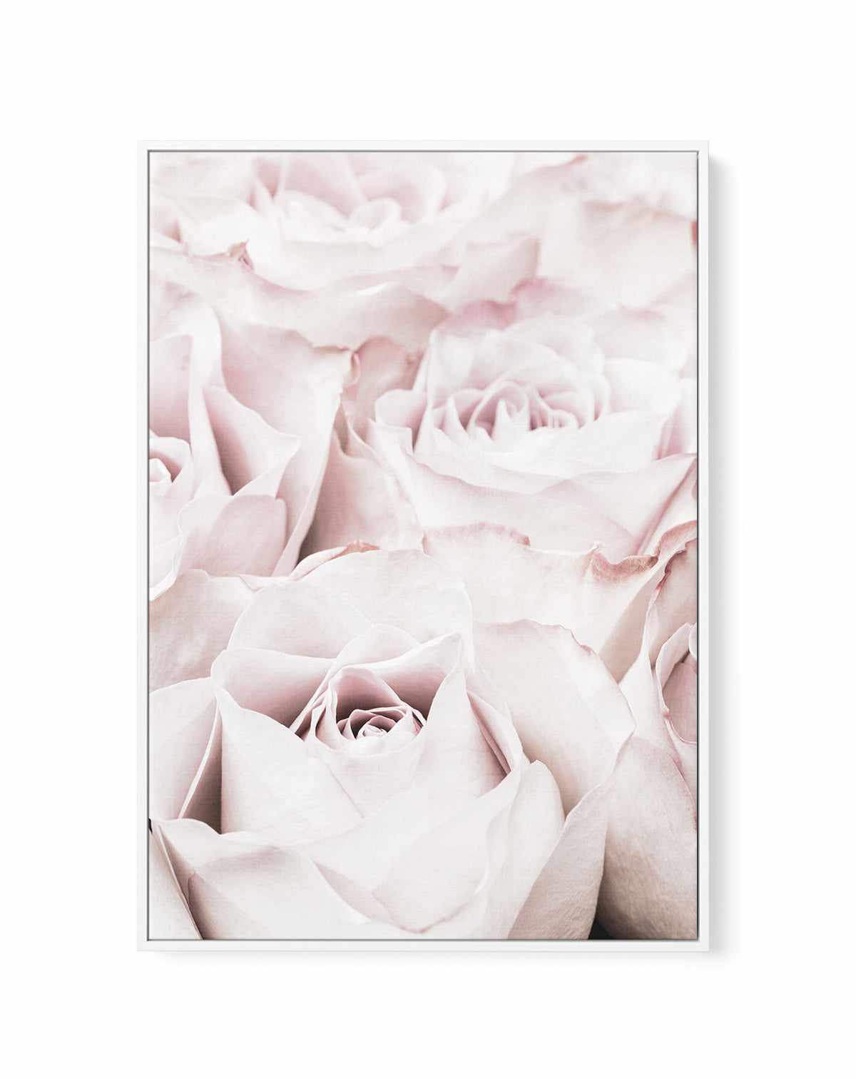 Pink Roses No 04 By Studio III | Framed Canvas Art Print