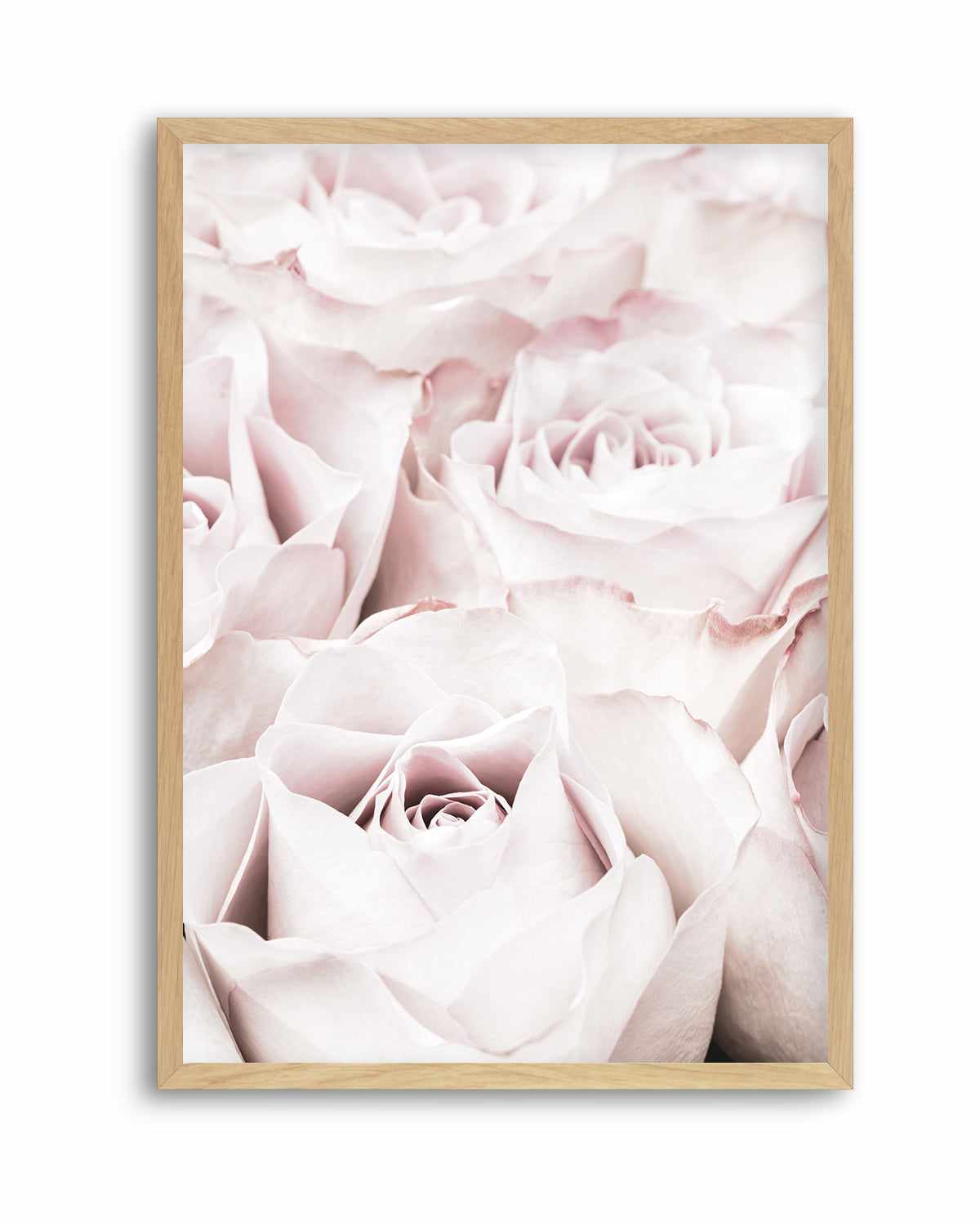 Pink Roses No 04 By Studio III | Art Print