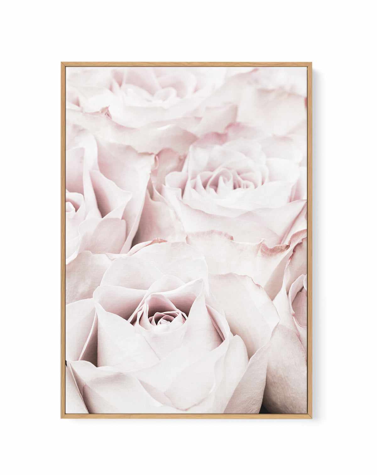 Pink Roses No 04 By Studio III | Framed Canvas Art Print