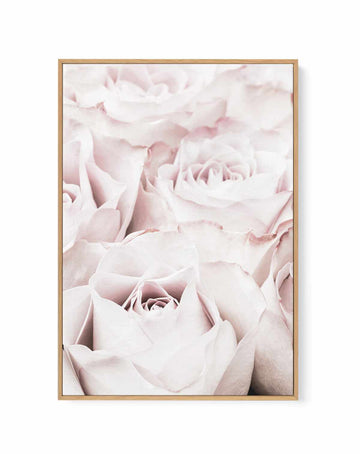 Pink Roses No 04 By Studio III | Framed Canvas Art Print from Olive et Oriel where you can shop wallpaper and artworks online