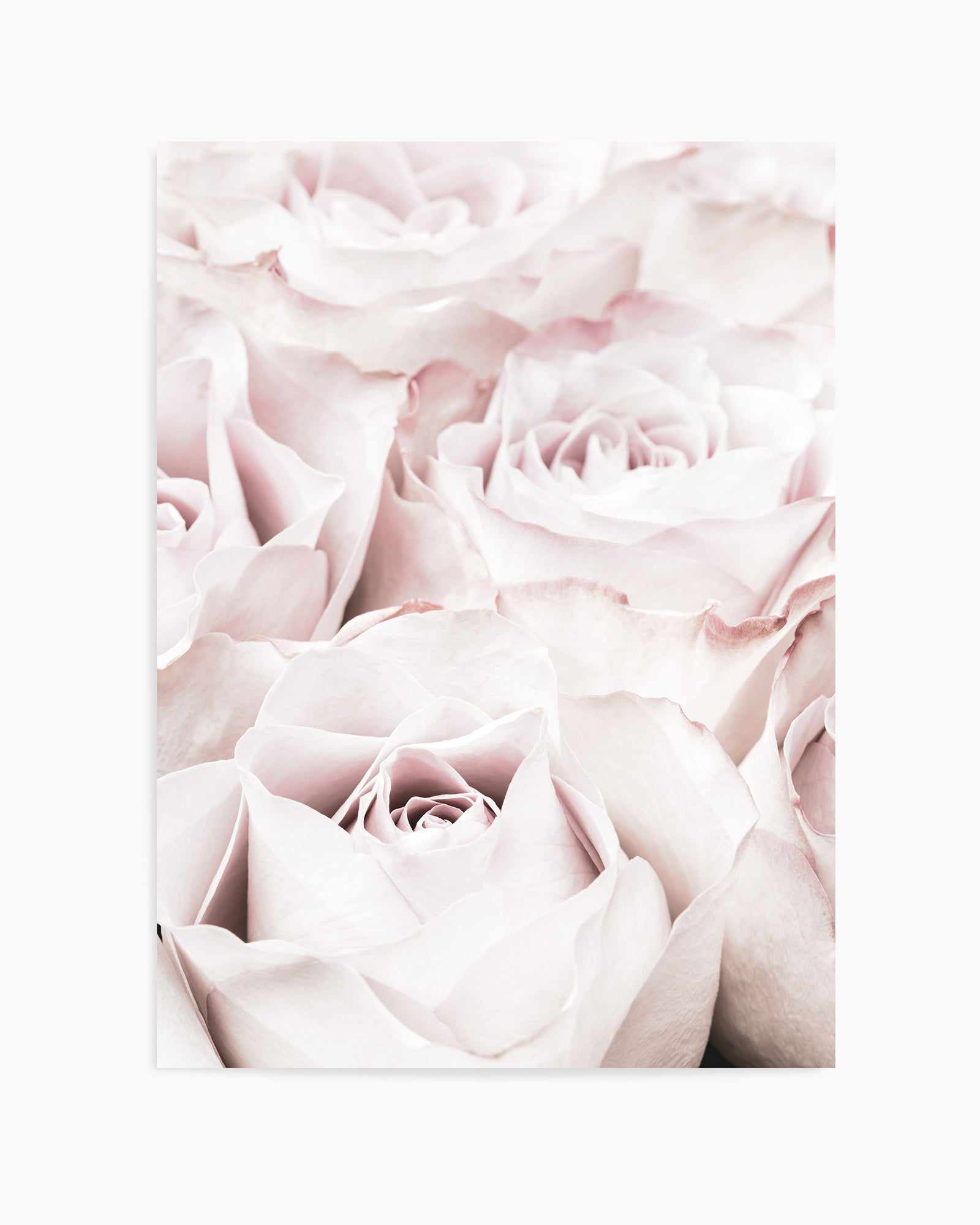 Pink Roses No 04 By Studio III | Art Print