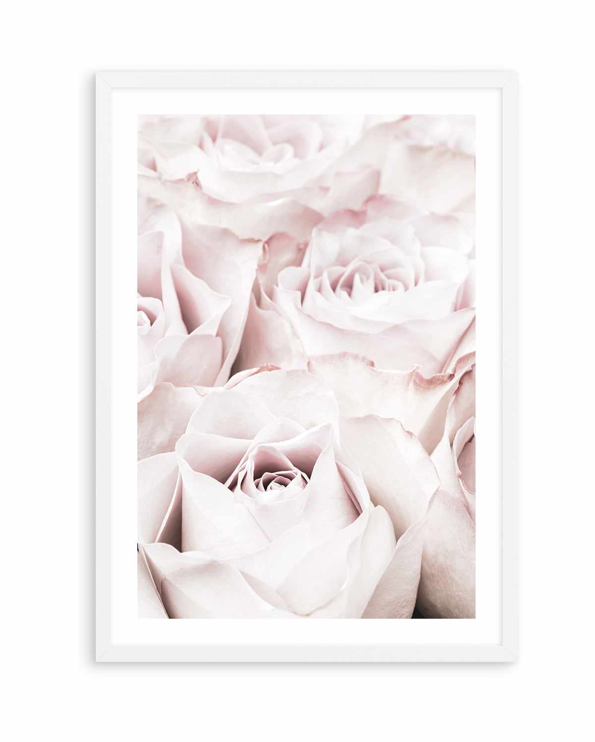 Pink Roses No 04 By Studio III | Art Print