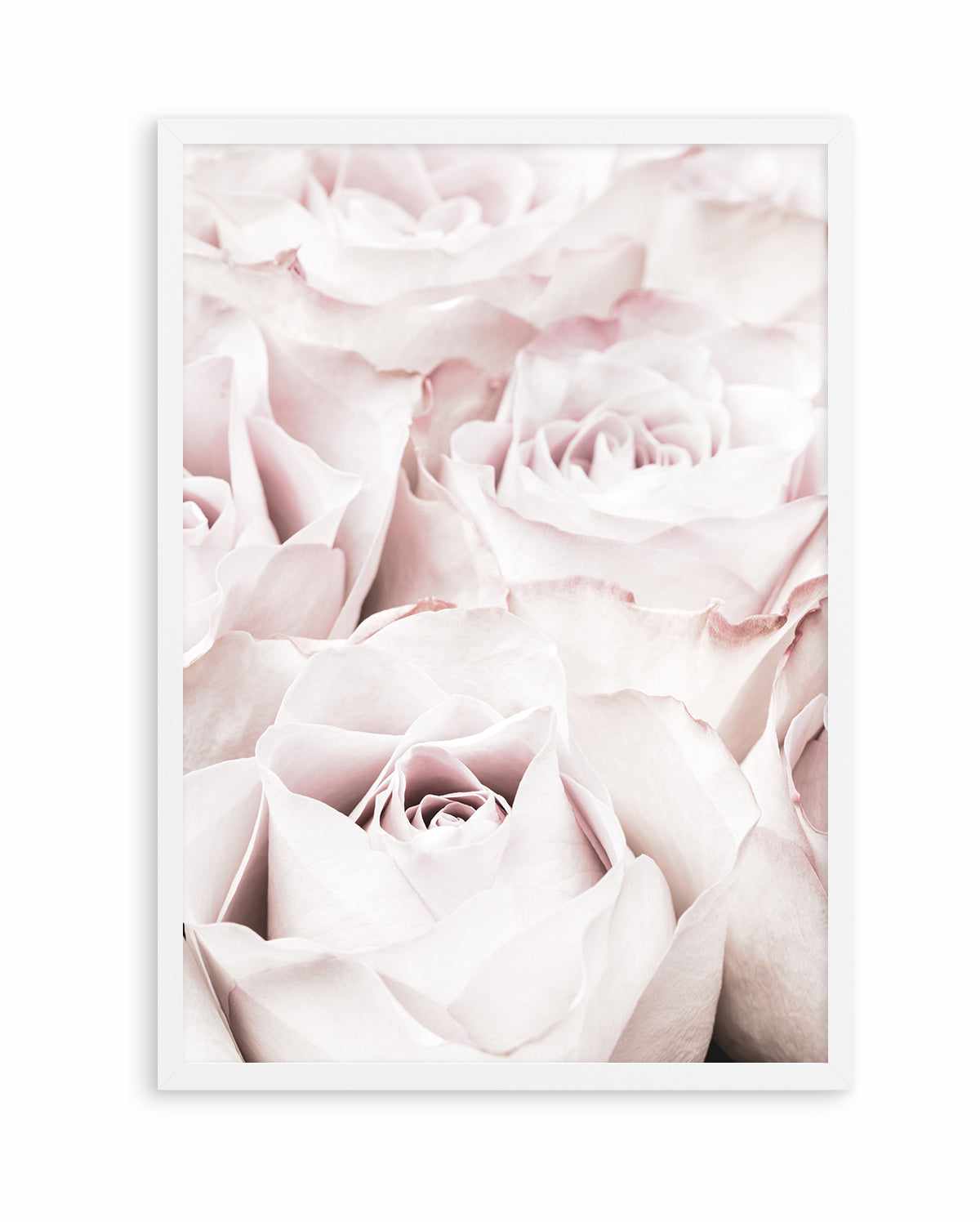 Pink Roses No 04 By Studio III | Art Print