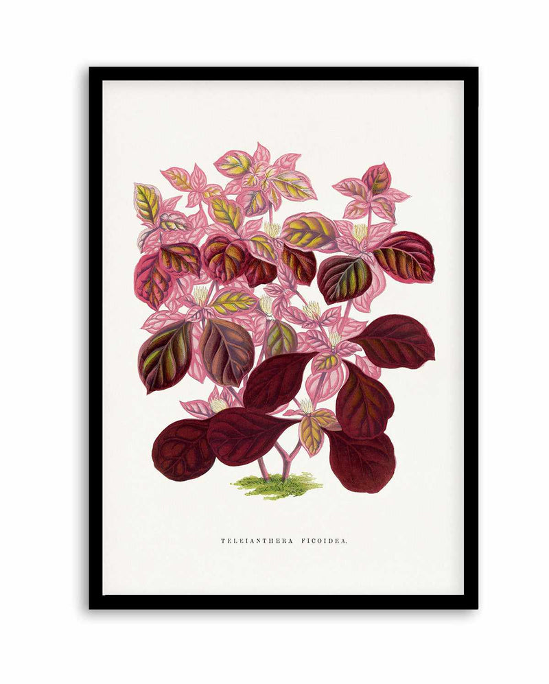 Pink Teleianthera Ficoidea Leaf Illustration By Les Plantes a | Art Print