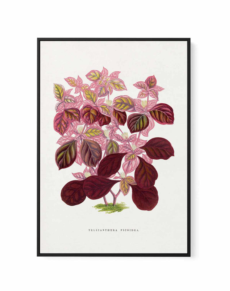 Pink Teleianthera Ficoidea Leaf Illustration By Les Plantes a | Framed Canvas Art Print