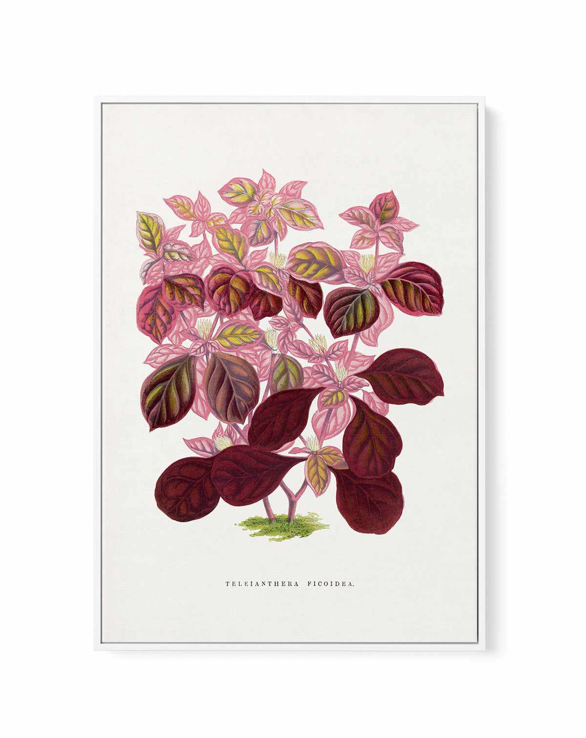 Pink Teleianthera Ficoidea Leaf Illustration By Les Plantes a | Framed Canvas Art Print