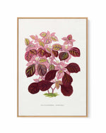 Pink Teleianthera Ficoidea Leaf Illustration By Les Plantes a | Framed Canvas Art Print