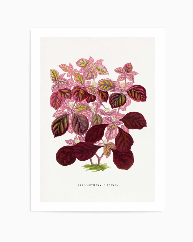 Pink Teleianthera Ficoidea Leaf Illustration By Les Plantes a | Art Print