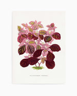Pink Teleianthera Ficoidea Leaf Illustration By Les Plantes a | Art Print