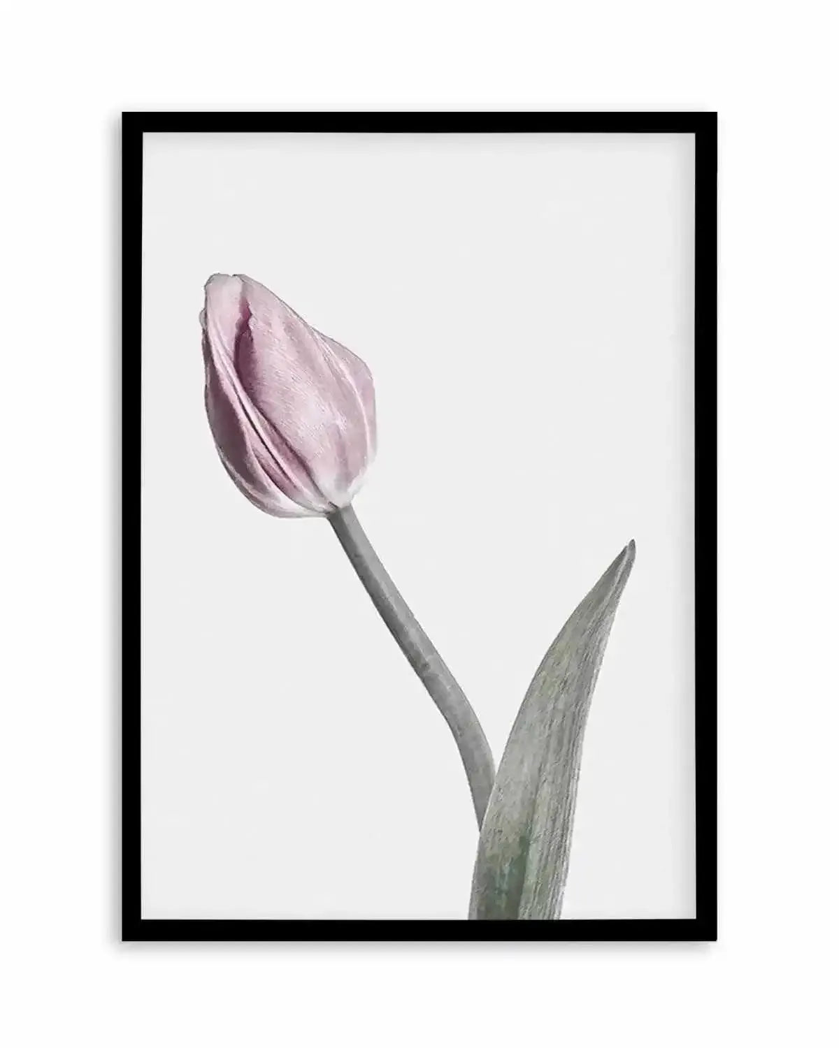 Pink Tulip Illustration I Art Print from Olive et Oriel where you can shop wallpaper and artworks online
