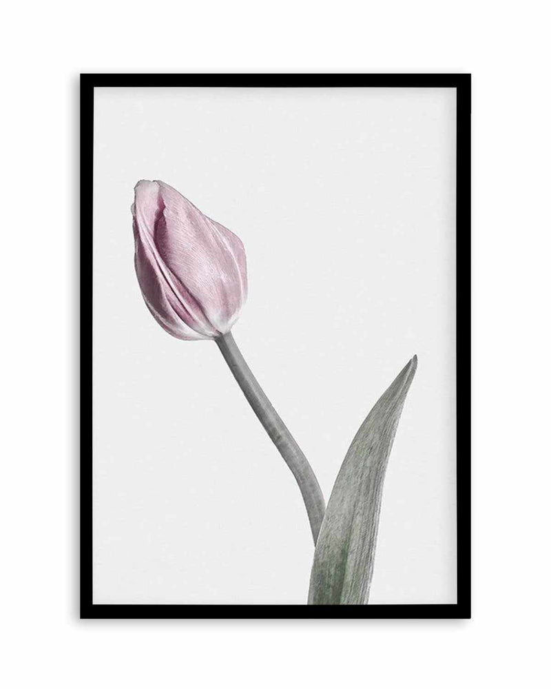 Pink Tulip Illustration I Art Print