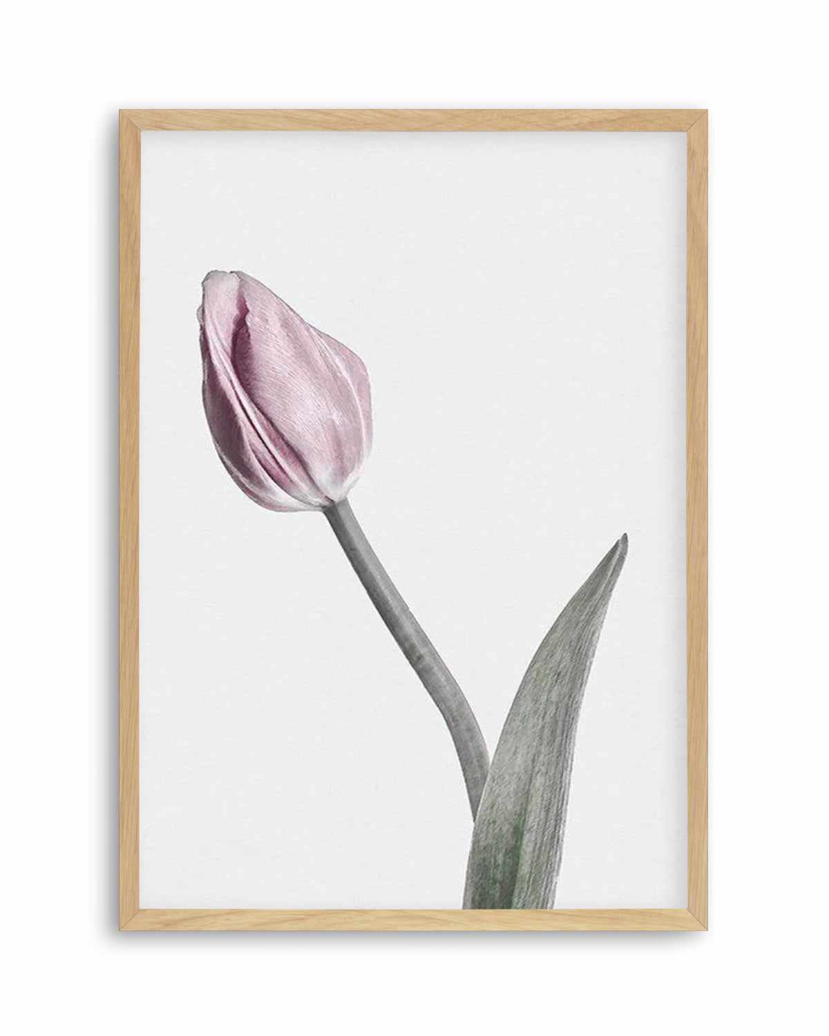 Pink Tulip Illustration I Art Print