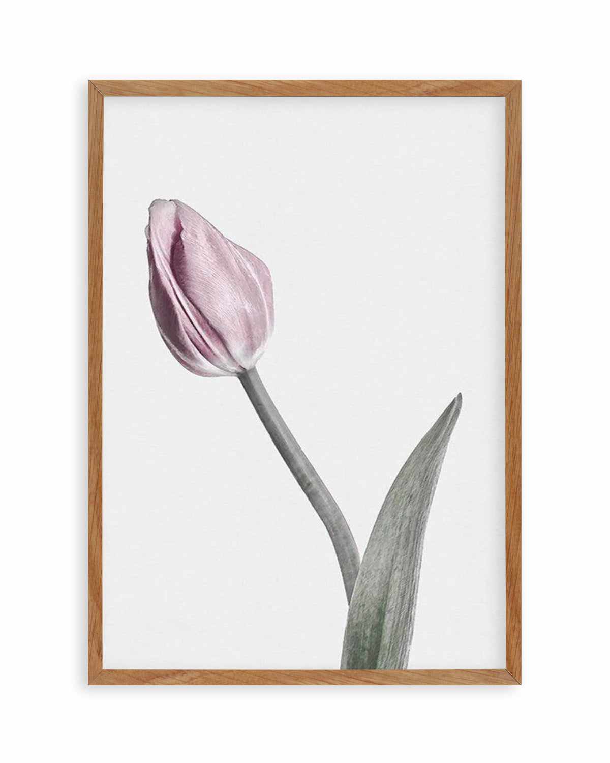 Pink Tulip Illustration I Art Print