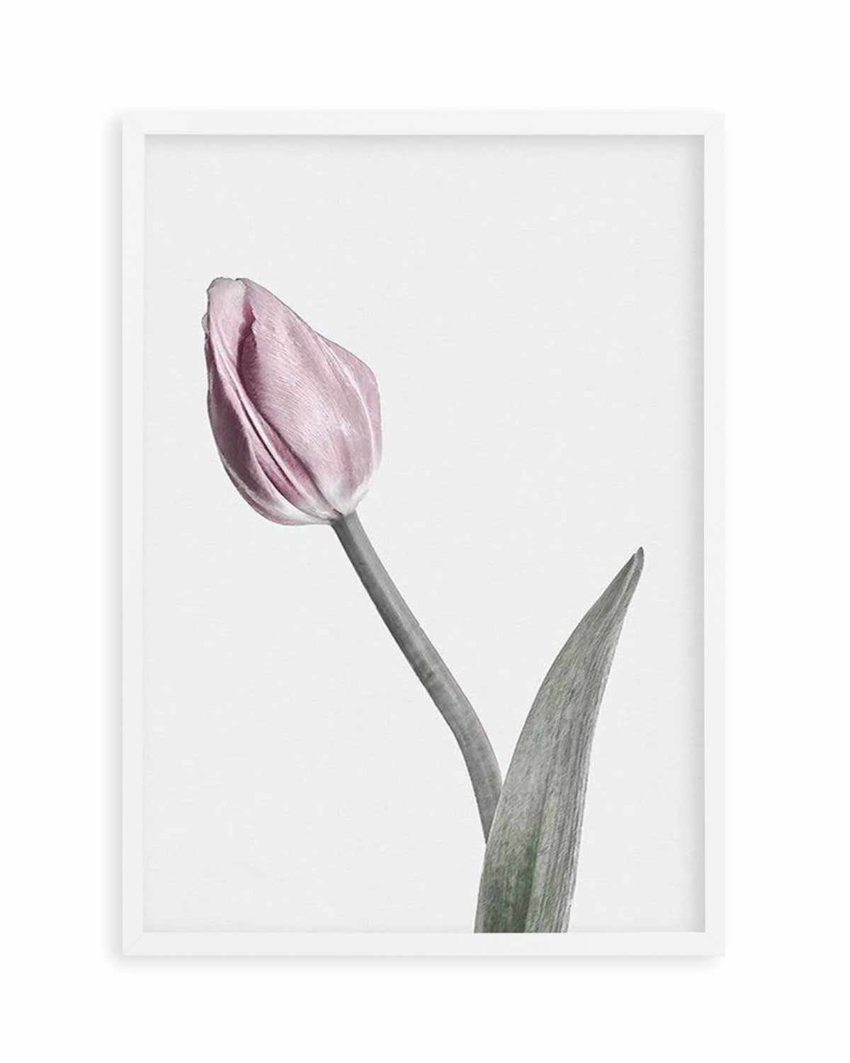 Pink Tulip Illustration I Art Print