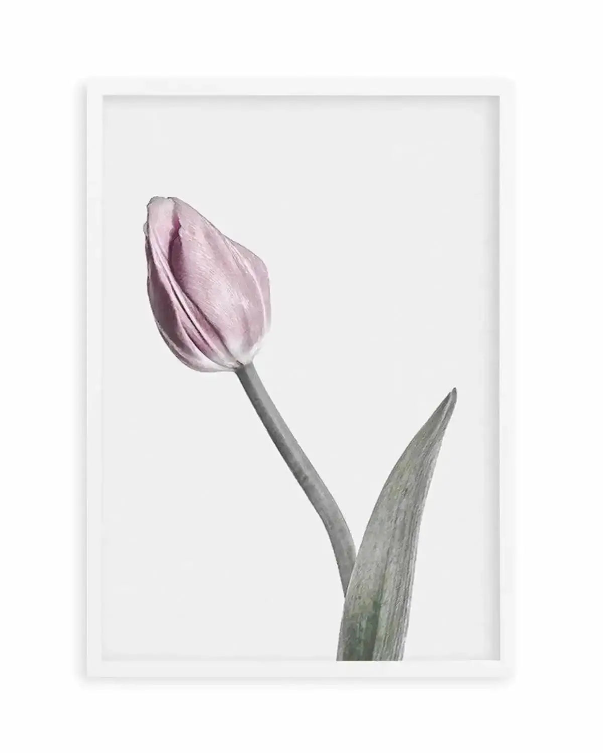 Pink Tulip Illustration I Art Print from Olive et Oriel where you can shop wallpaper and artworks online