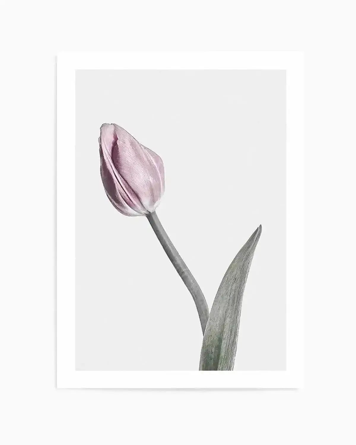 Pink Tulip Illustration I Art Print from Olive et Oriel where you can shop wallpaper and artworks online