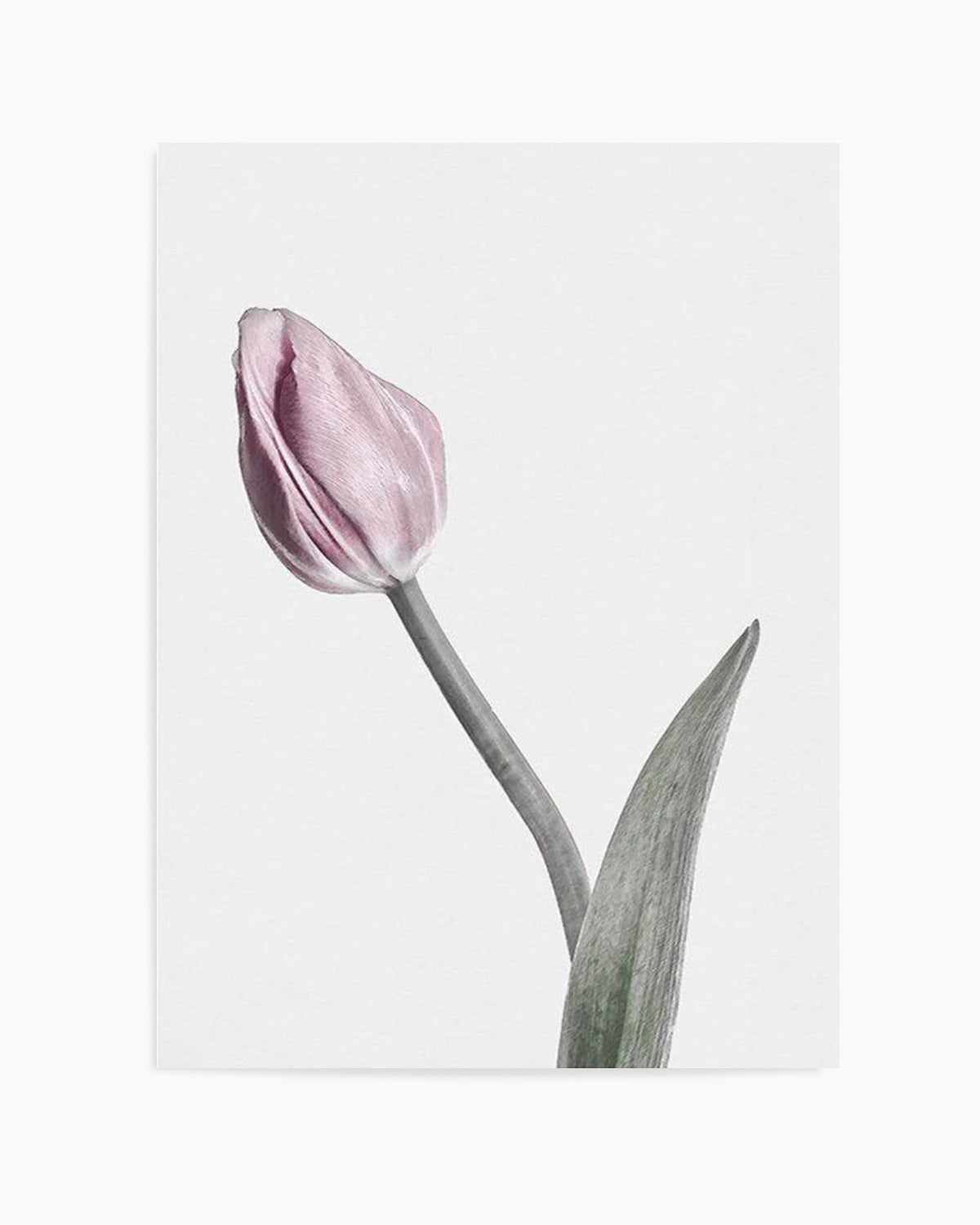 Pink Tulip Illustration I Art Print