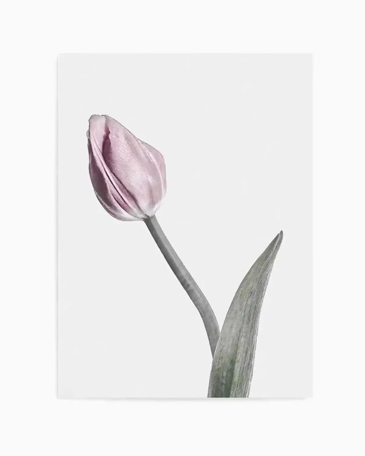 Pink Tulip Illustration I Art Print from Olive et Oriel where you can shop wallpaper and artworks online