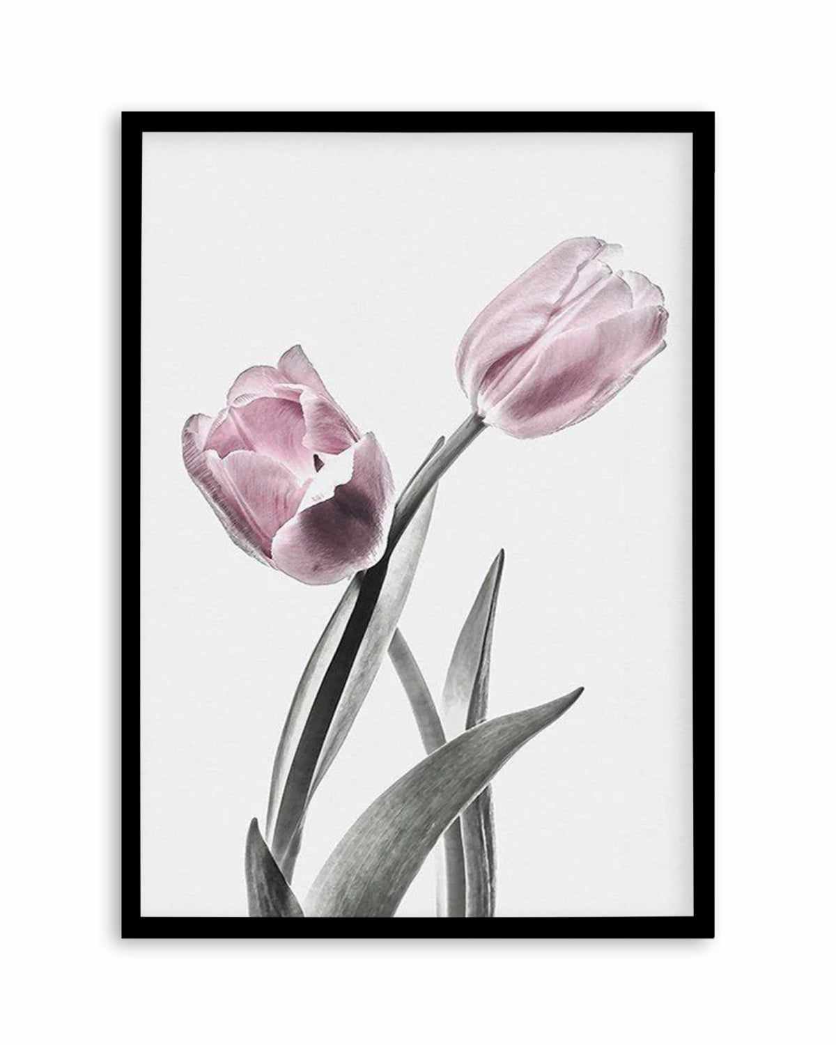 Pink Tulip Illustration II Art Print