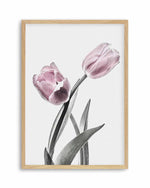 Pink Tulip Illustration II Art Print