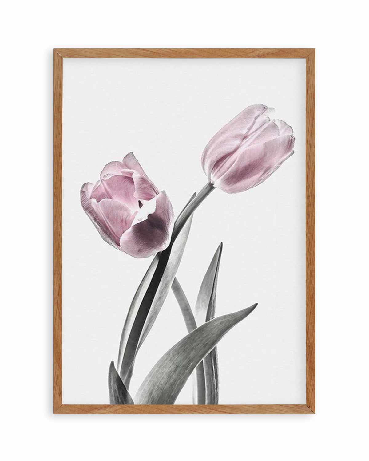 Pink Tulip Illustration II Art Print