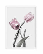 Pink Tulip Illustration II Art Print