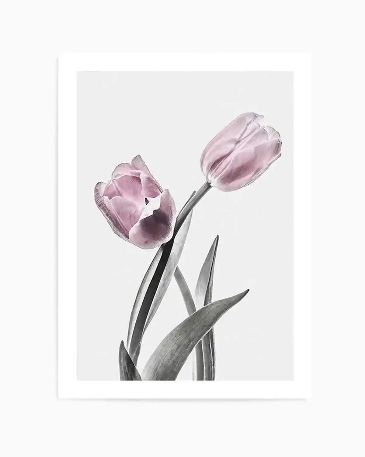 Pink Tulip Illustration II Art Print from Olive et Oriel where you can shop wallpaper and artworks online