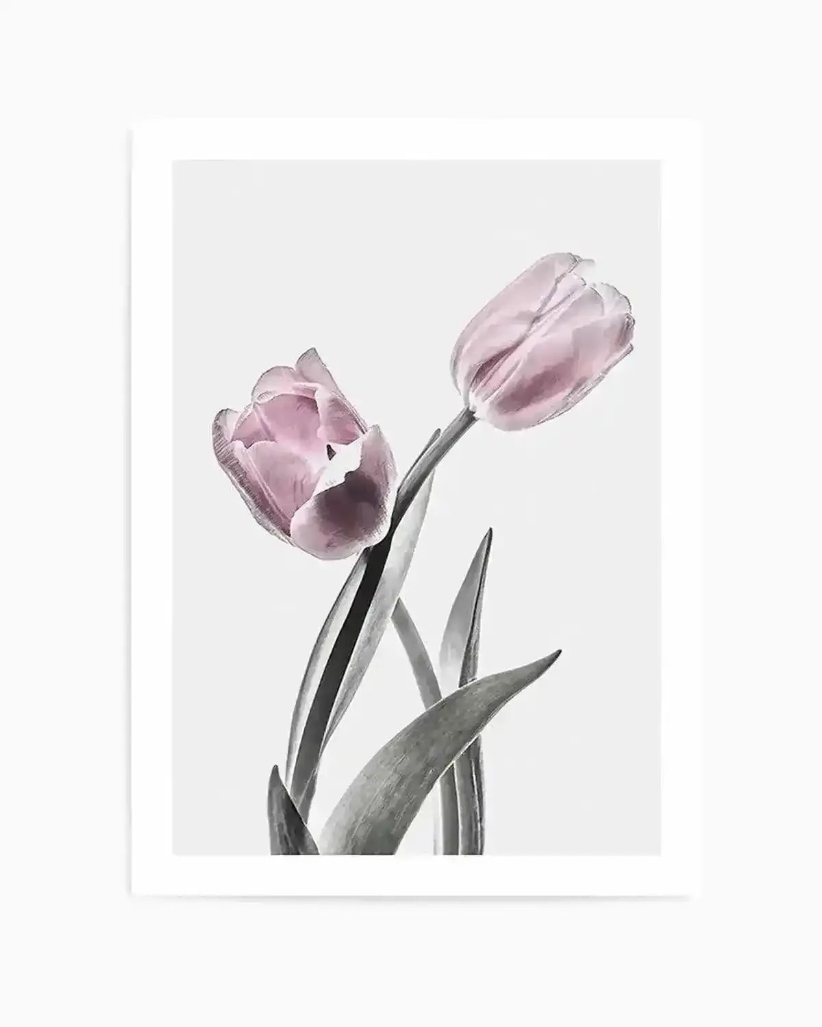 Premium pink-tulip-illustration-no-ii from Olive et Oriel