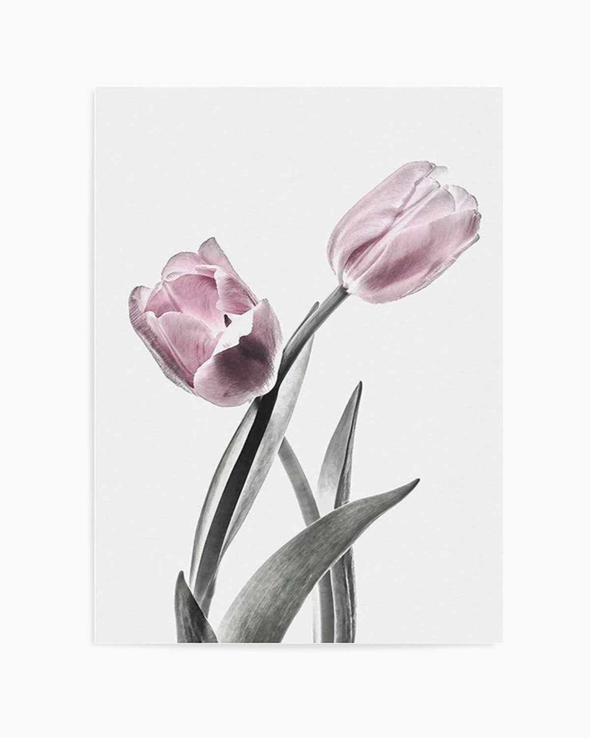 Pink Tulip Illustration II Art Print