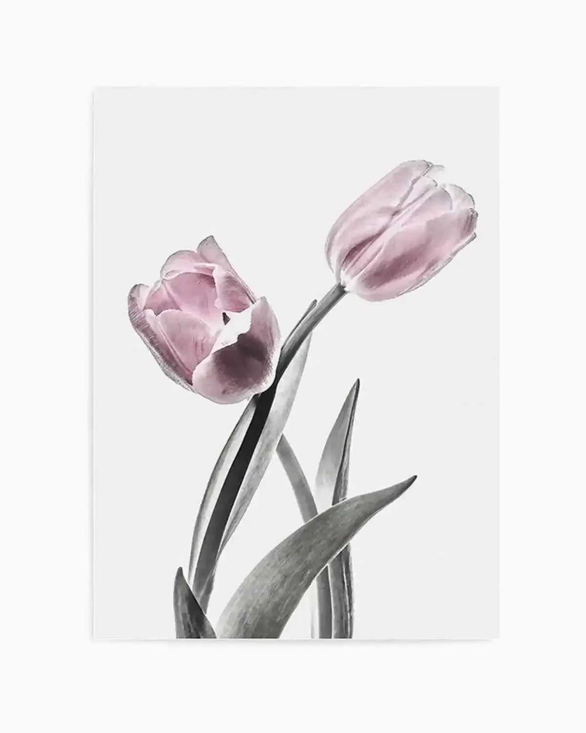 Pink Tulip Illustration II Art Print from Olive et Oriel where you can shop wallpaper and artworks online