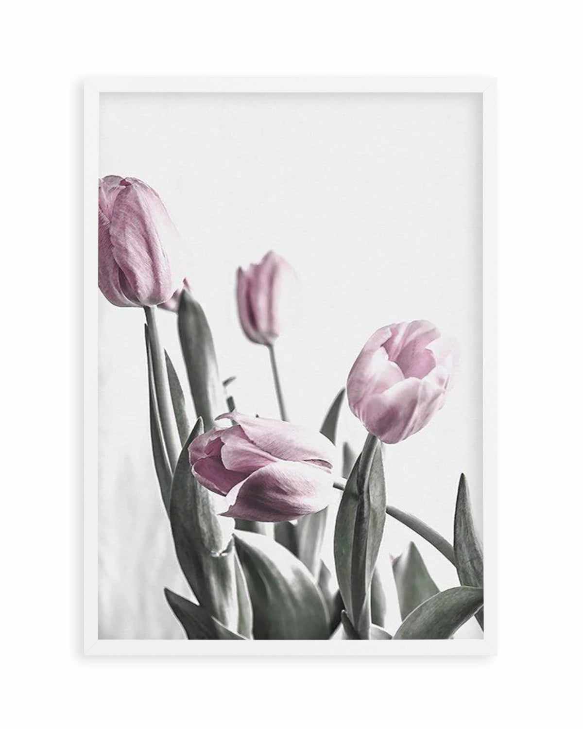 Pink Tulip Illustration III Art Print