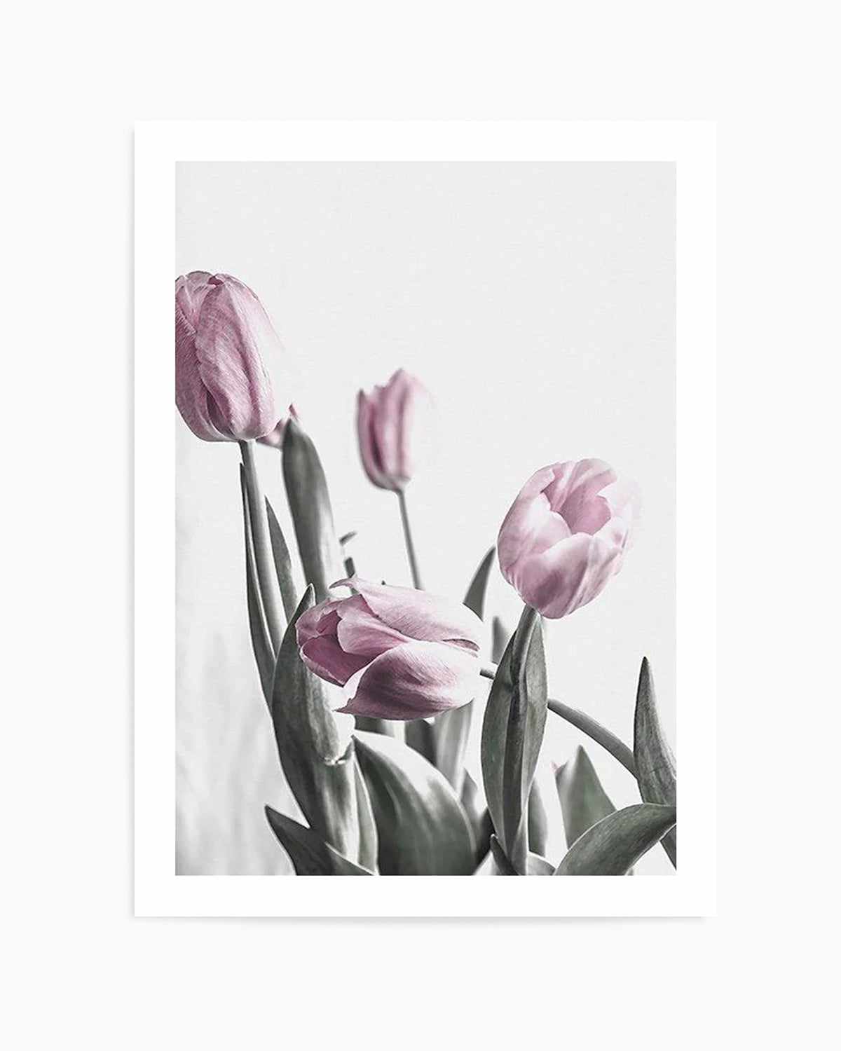 Pink Tulip Illustration III Art Print