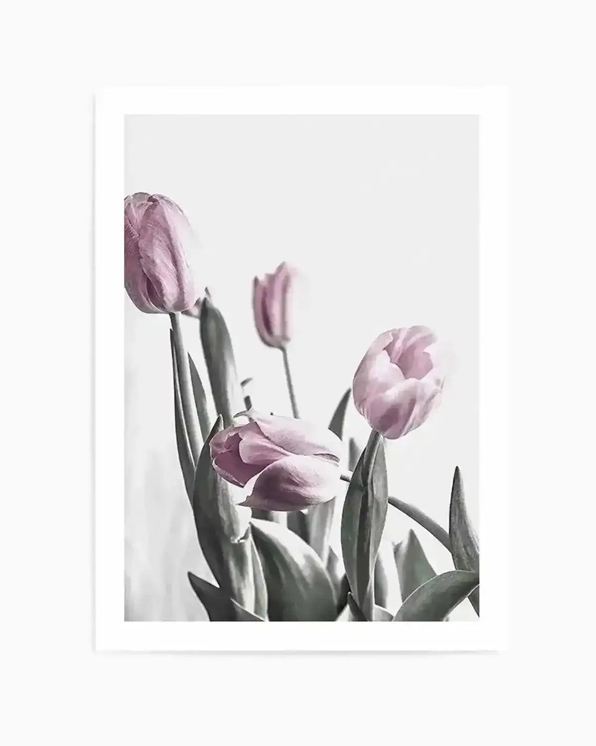 Pink Tulip Illustration III Art Print from Olive et Oriel where you can shop wallpaper and artworks online