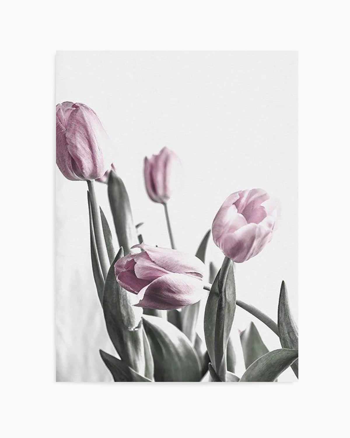 Pink Tulip Illustration III Art Print