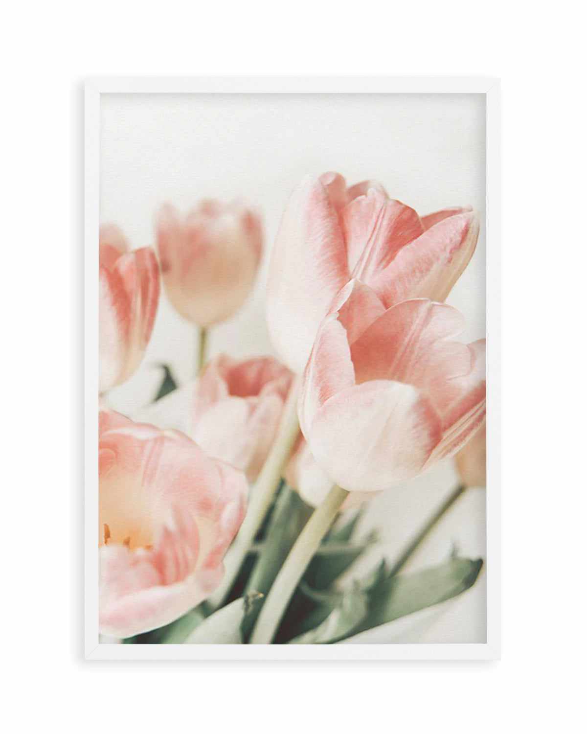 Pink Tulips II Art Print