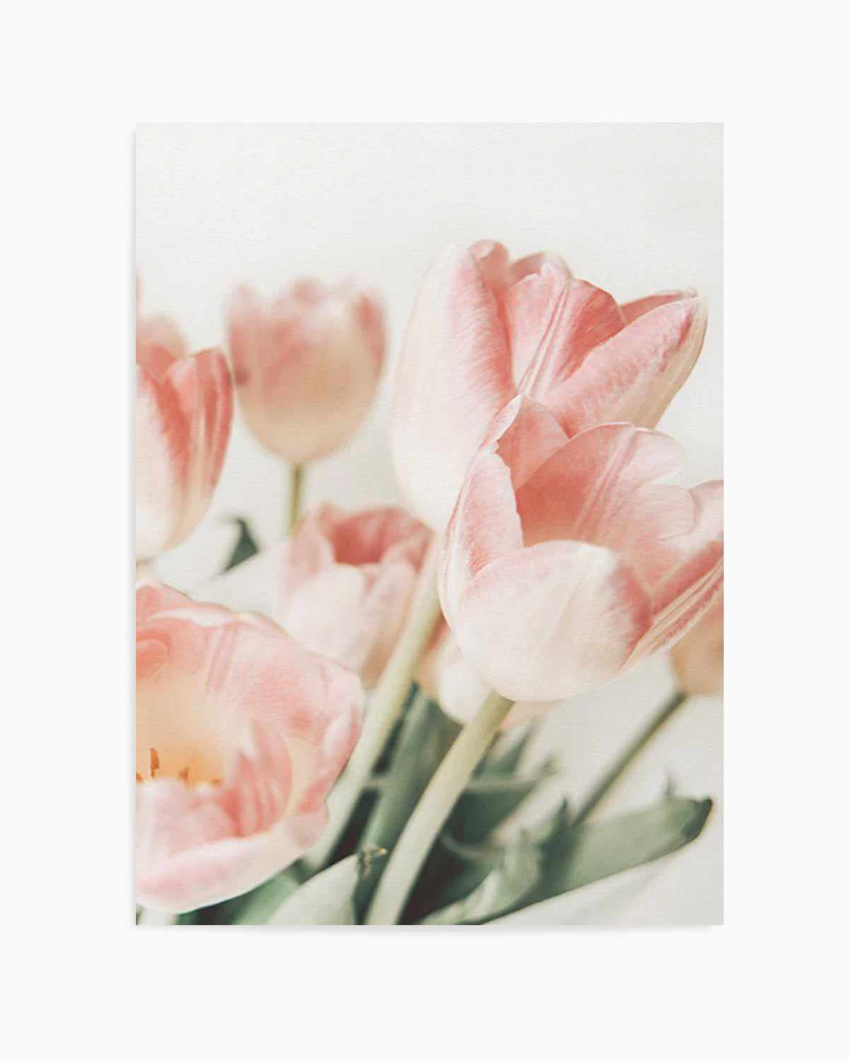 Pink Tulips II Art Print