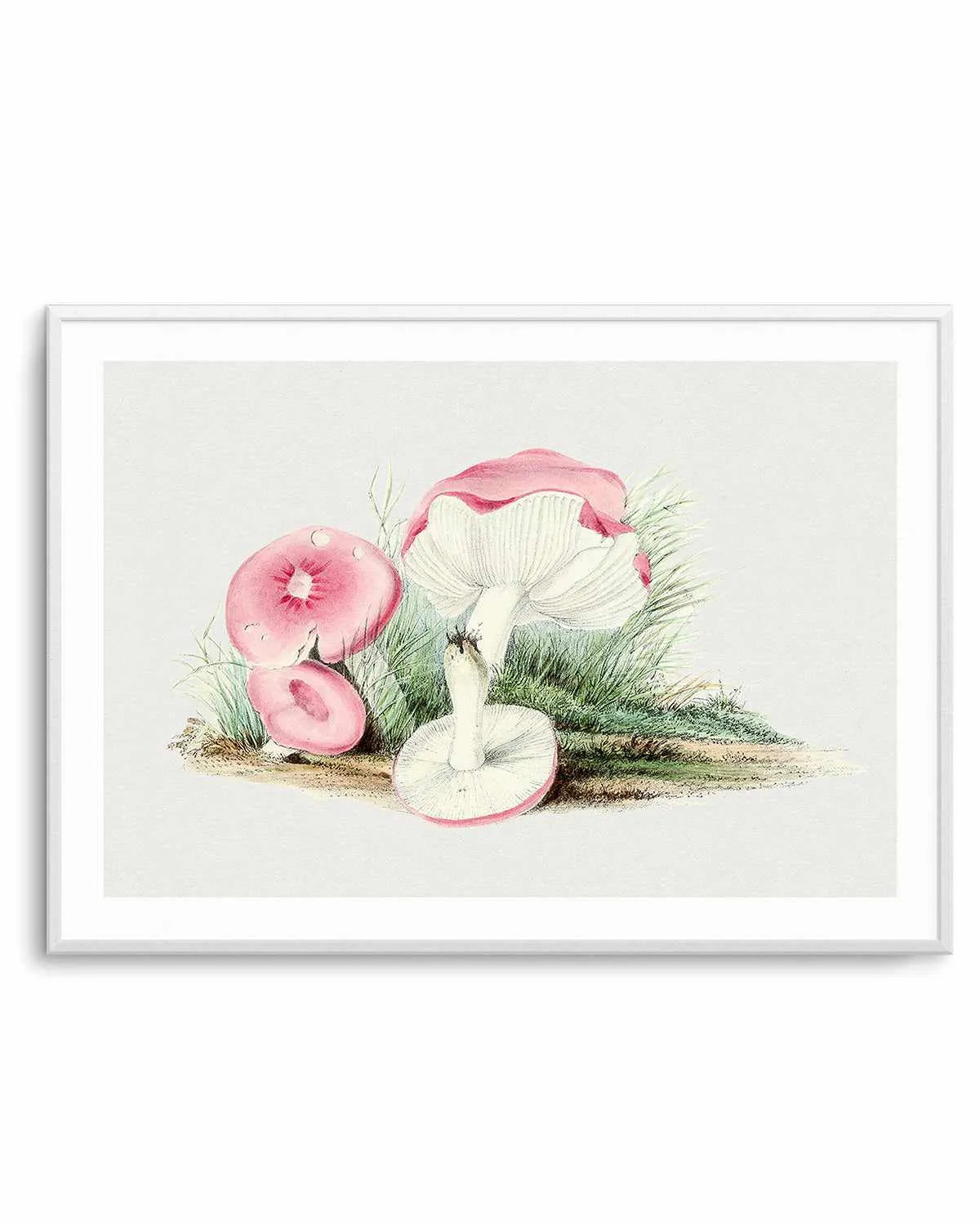 Pink Vintage Mushroom Illustration Art Print from Olive et Oriel where you can shop wallpaper and artworks online