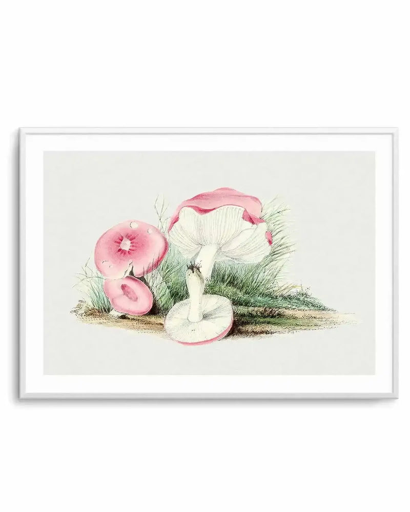 Pink Vintage Mushroom Illustration Art Print from Olive et Oriel where you can shop wallpaper and artworks online