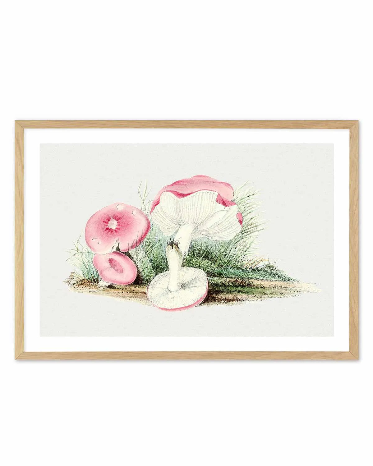 Pink Vintage Mushroom Illustration Art Print from Olive et Oriel where you can shop wallpaper and artworks online