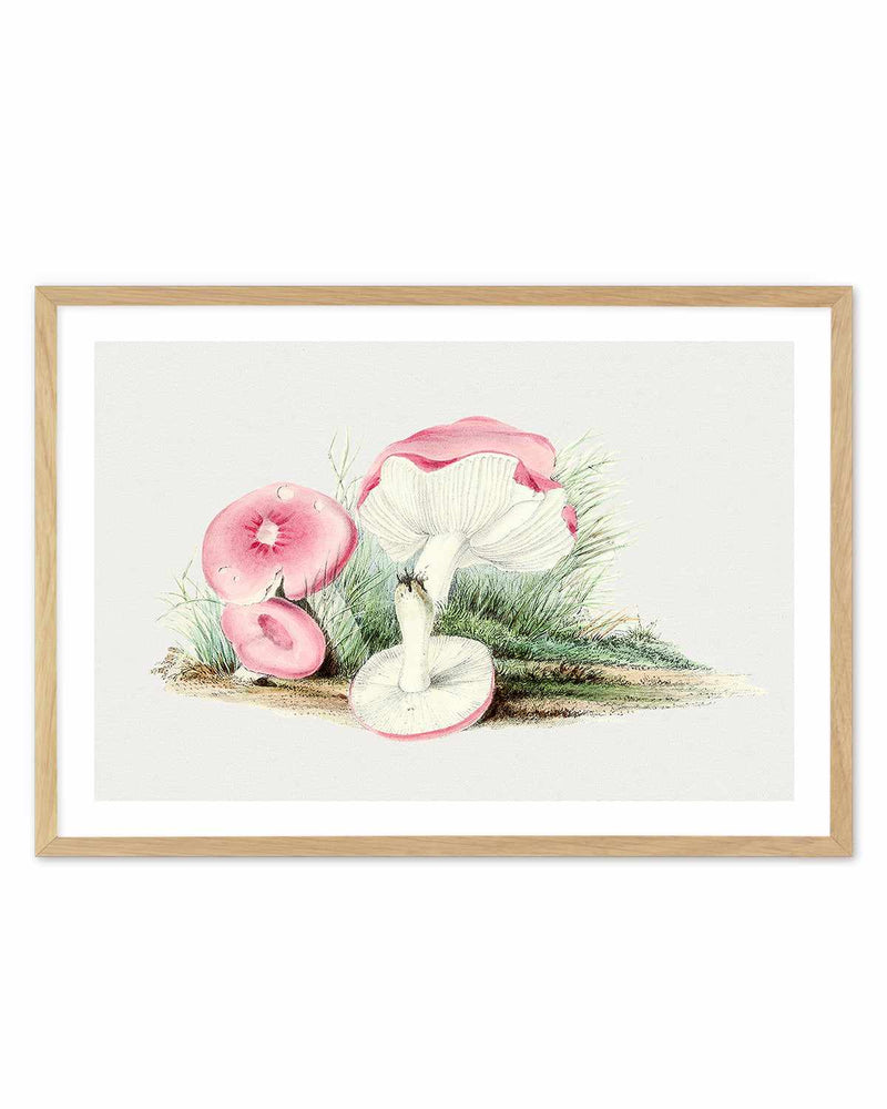 Pink Vintage Mushroom Illustration Art Print