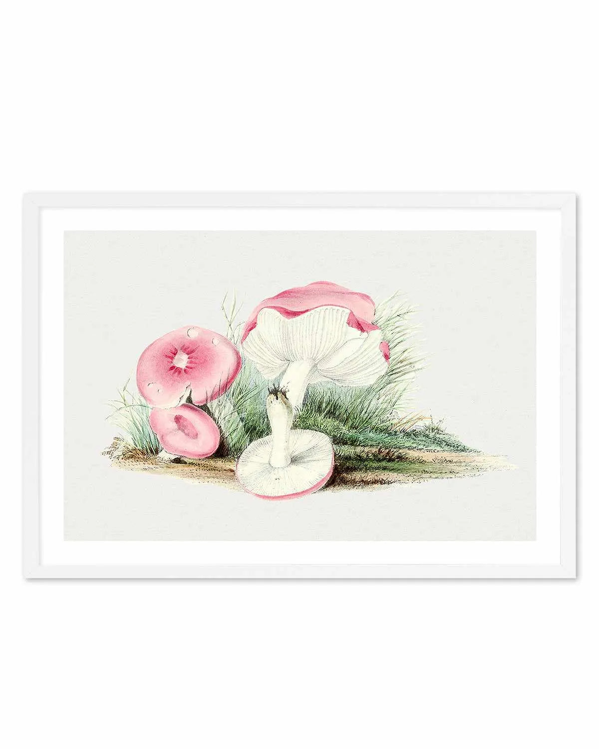 Pink Vintage Mushroom Illustration Art Print from Olive et Oriel where you can shop wallpaper and artworks online