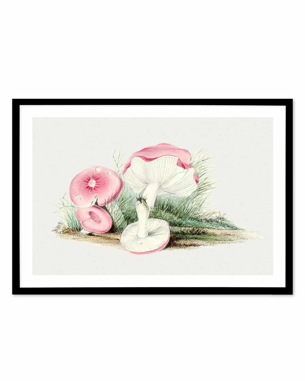 Pink Vintage Mushroom Illustration Art Print from Olive et Oriel where you can shop wallpaper and artworks online