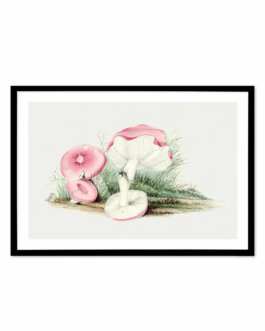 Pink Vintage Mushroom Illustration Art Print from Olive et Oriel where you can shop wallpaper and artworks online