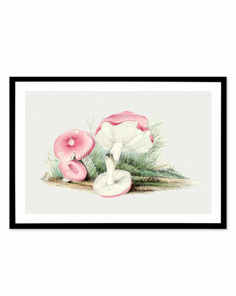 Pink Vintage Mushroom Illustration Art Print