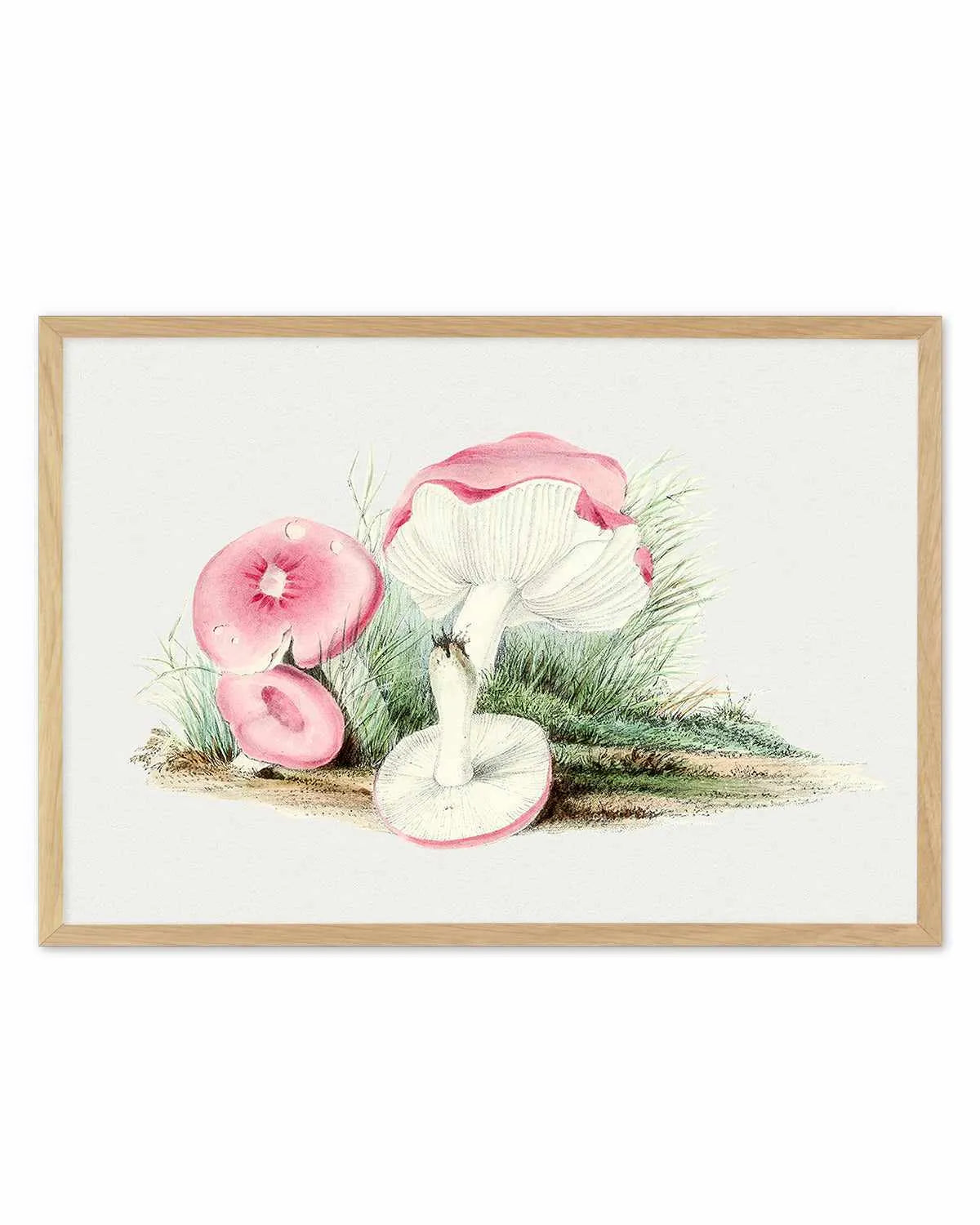 Pink Vintage Mushroom Illustration Art Print from Olive et Oriel where you can shop wallpaper and artworks online