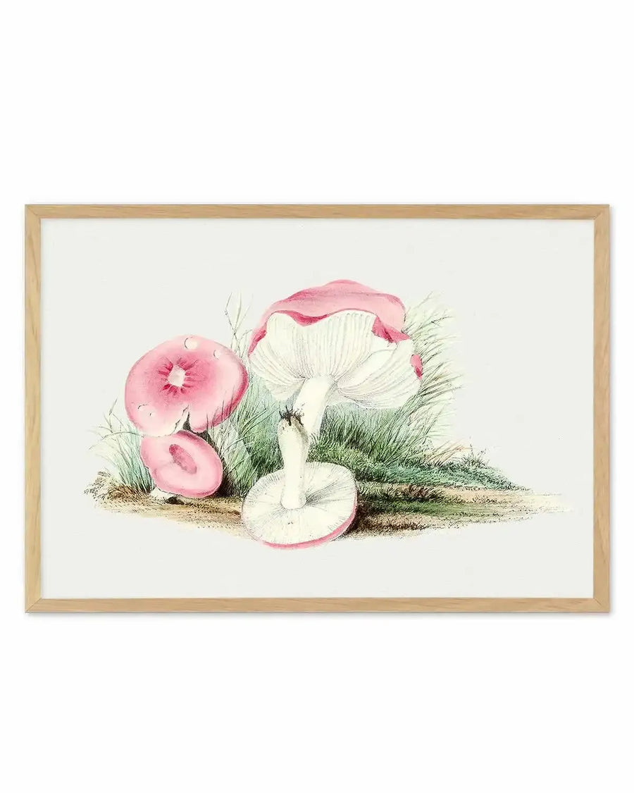 Pink Vintage Mushroom Illustration Art Print from Olive et Oriel where you can shop wallpaper and artworks online