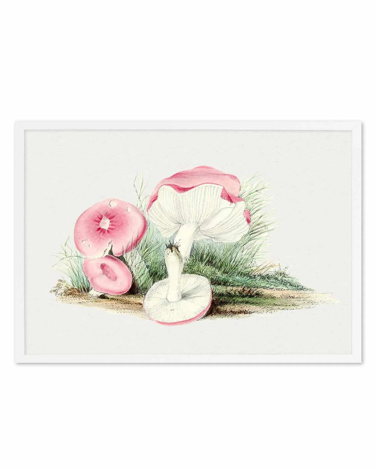 Pink Vintage Mushroom Illustration Art Print from Olive et Oriel where you can shop wallpaper and artworks online