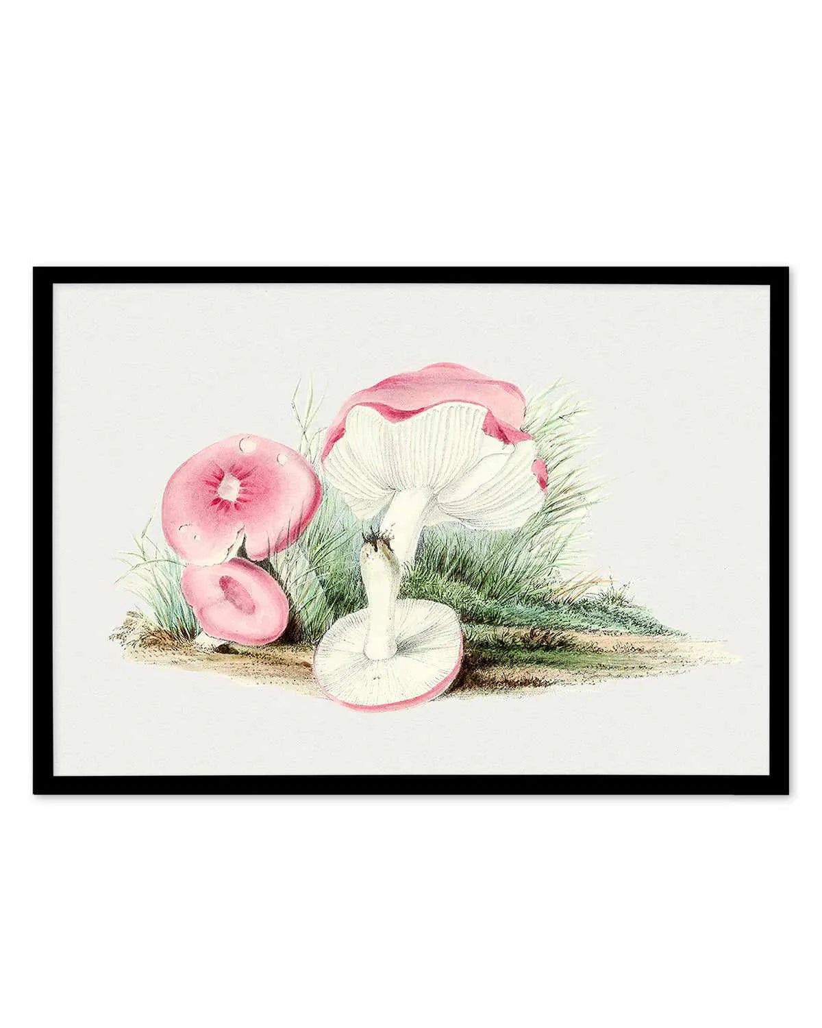 Pink Vintage Mushroom Illustration Art Print from Olive et Oriel where you can shop wallpaper and artworks online