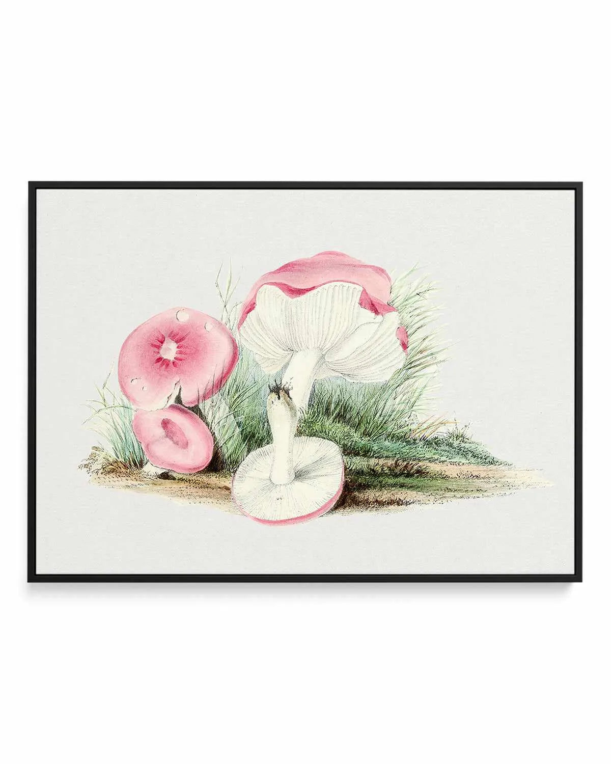 Pink Vintage Mushroom Illustration | Framed Canvas Art Print from Olive et Oriel where you can shop wallpaper and artworks online